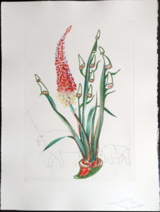 Salvador Dali - Surrealist Flowers, Florals - Stock + Rhinos, F