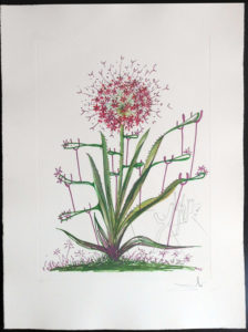 Salvador Dali - Surrealist Flowers, Florals - Cactus + Crutches, I